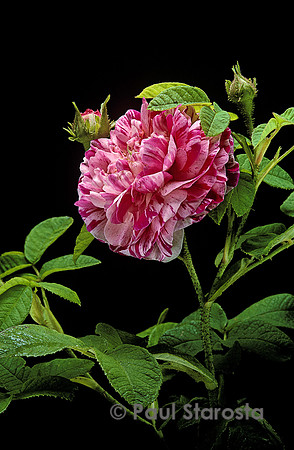 Rosa gallica ‘Oeillet Parfait’