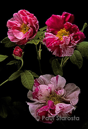 Rosa gallica ‘Versicolor’