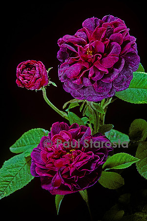 Rosa gallica ‘Rose des Maures’