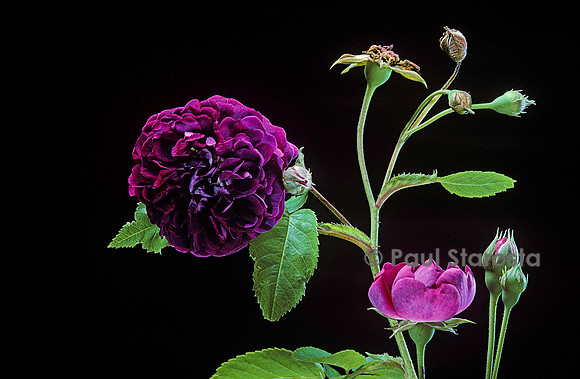 Rosa X centifolia ‘The Bishop’