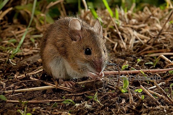 Apodemus sylvaticus (mulot sylvestre)