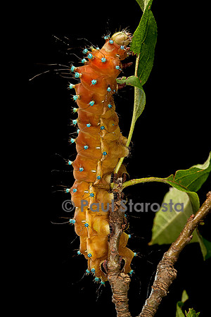 Saturnia pyri (grand paon de nuit) - chenille avant sa métamorphose