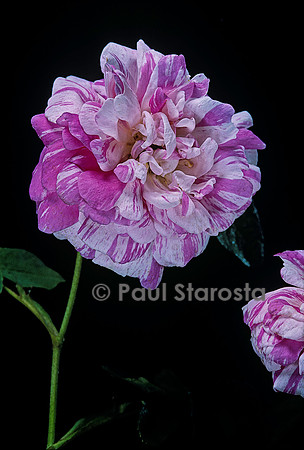 Rosa gallica ‘Tricolore des Flandres’
