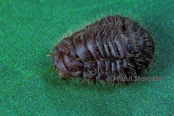 Porphyrophora crithmi (cochenille)