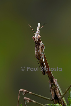 Empusa pennata (empuse commune) - femelle - portrait
