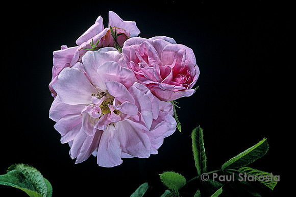 Rosa X damascena ‘York and Lancaster’