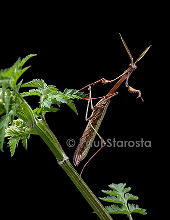 Empusa pennata (empuse commune) - mâle