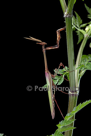 Empusa pennata (empuse commune) - mâle