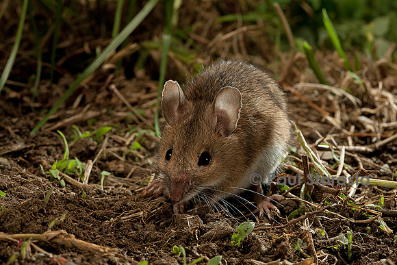 Apodemus sylvaticus (mulot sylvestre)