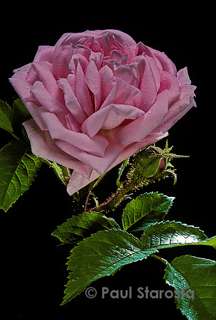 Rosa X centifolia muscosa ‘Mme Louis Lévêque’