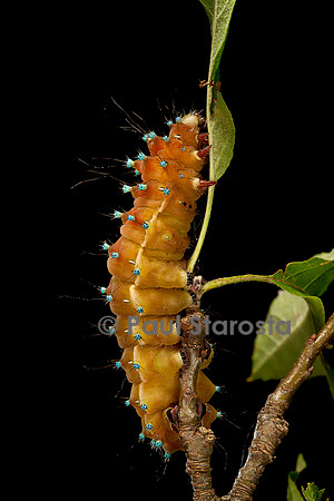 Saturnia pyri (grand paon de nuit) - chenille avant sa métamorphose