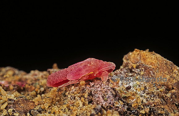 Porphyrophora violaceae (cochenille) - nymphe de mâle