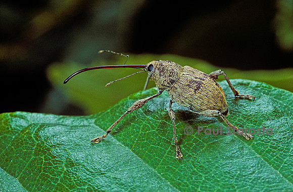Curculio elephas (balanin éléphant)