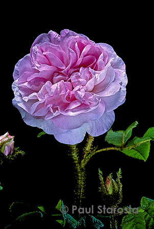 Rosa X centifolia muscosa ‘Général Kleber’