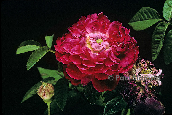 Rosa X centifolia ‘Parvifolia’