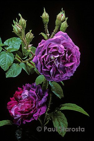 Rosa X centifolia muscosa ‘William Lobb’