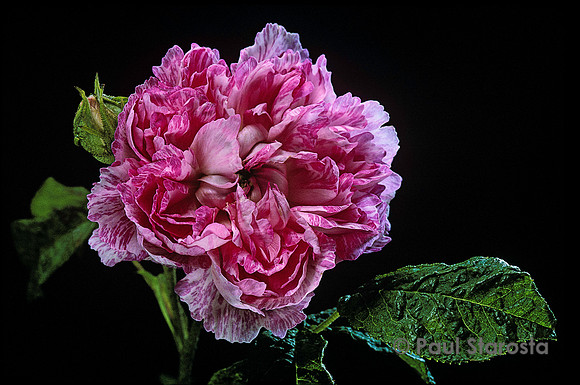 Rosa gallica ‘Camaïeux’