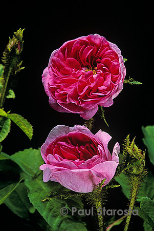 Rosa X centifolia muscosa ‘Béranger’