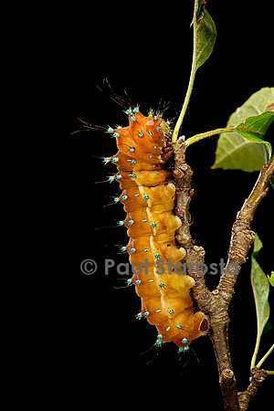 Saturnia pyri (grand paon de nuit) - chenille avant sa métamorphose