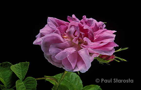 Rosa X damascena ‘Rose de Puteaux’