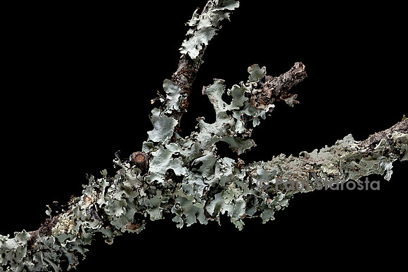 Lichens foliacés sur des branches