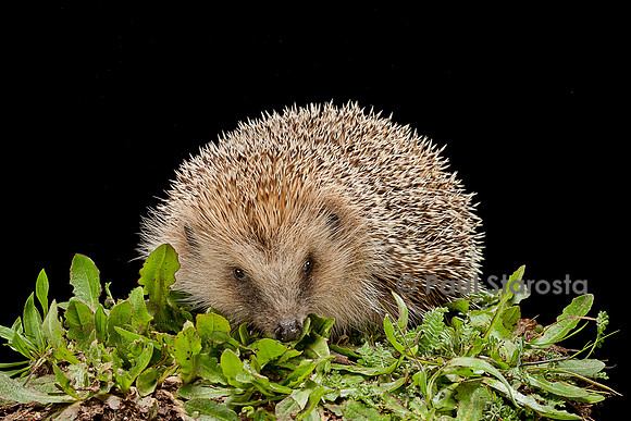 Erinaceus europaeus (hérisson)