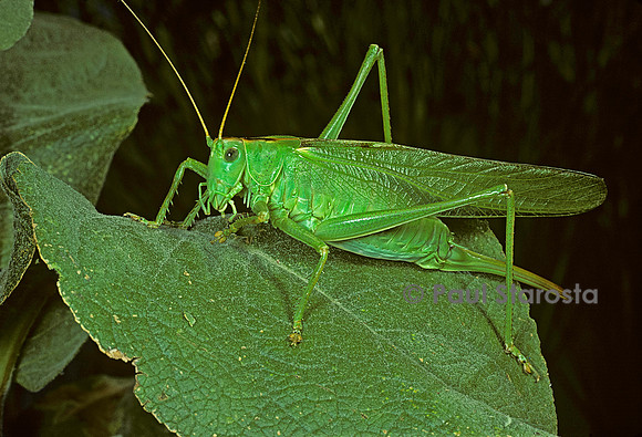 Tettigonia viridissima (sauterelle verte)