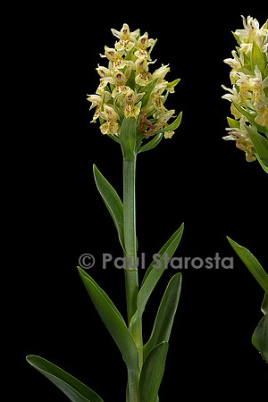 Dactylorhiza sambucina (orchis sureau, orchis à larges feuilles, orchis à odeur de sureau)