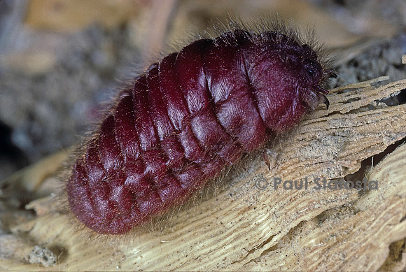 Porphyrophora hamelii (cochenille d'Arménie)