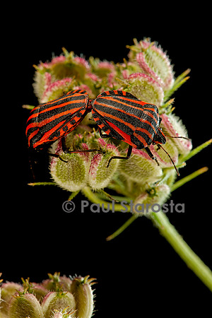 Graphosoma italicum (graphosome italien) - accouplement