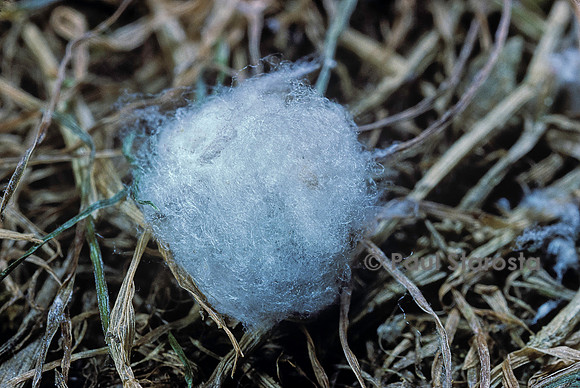 Porphyrophora crithmi (cochenille) - cocon