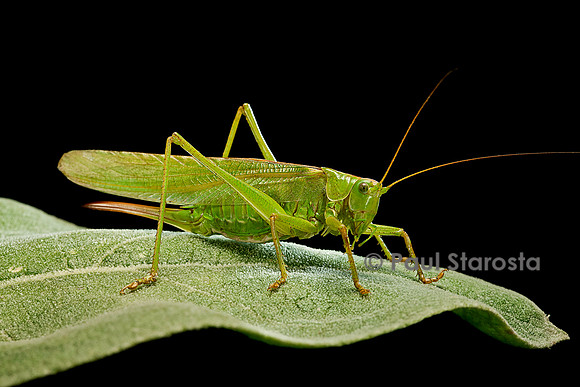 Tettigonia viridissima (sauterelle verte)