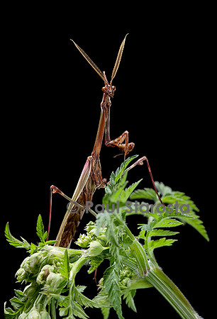 Empusa pennata (empuse commune) - mâle