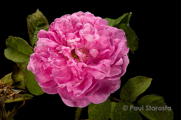 Rosa X centifolia muscosa ‘Marie de Blois’