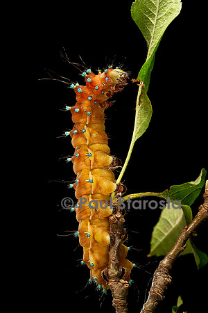 Saturnia pyri (grand paon de nuit) - chenille avant sa métamorphose