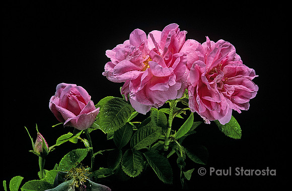 Rosa X damascena ‘Rose des Quatre Saisons’