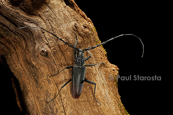 Cerambyx cerdo (grand capricorne)