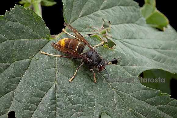 Vespa velutina (frelon asiatique, frelon à pattes jaunes)