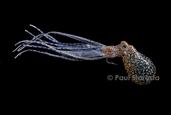Mouche de pêche - poulpe, pieuvre