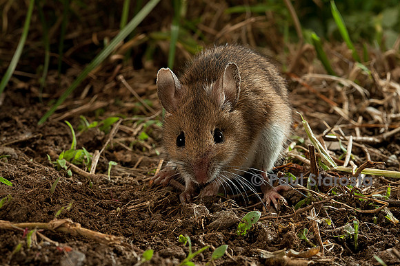 Apodemus sylvaticus (mulot sylvestre)