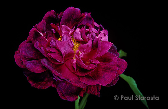 Rosa gallica ‘Surpasse Tout’