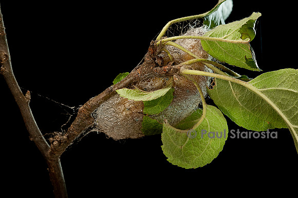 Saturnia pyri (grand paon de nuit) - chenille construisant son cocon