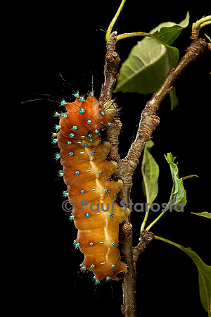 Saturnia pyri (grand paon de nuit) - chenille avant sa métamorphose
