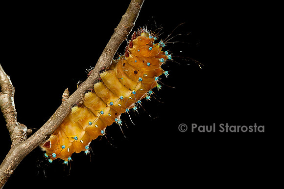 Saturnia pyri (grand paon de nuit) - chenille avant sa métamorphose
