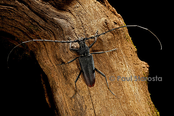 Cerambyx cerdo (grand capricorne)