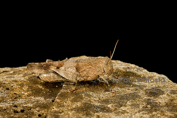 Oedipoda caerulescens (criquet à ailes bleues)