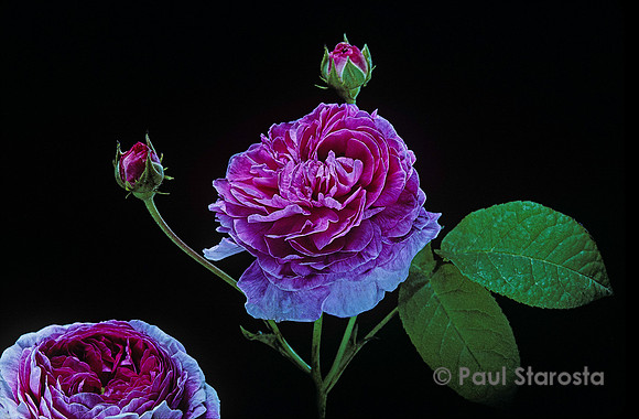 Rosa gallica ‘Ohl’