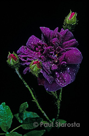 Rosa X centifolia muscosa ‘Nuits de Young’