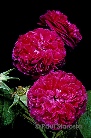 Rosa gallica ‘Assemblage des Beautés’