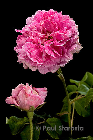 Rosa gallica ‘Agatha’